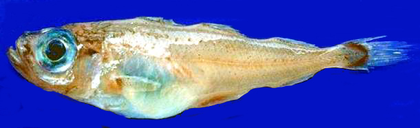 Gadiculus argenteus_0222